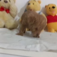 Barboncino maschio toy