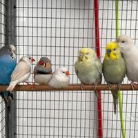 Tutti Uccelli Papagalo 120