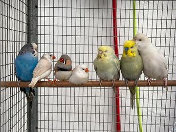 Tutti Uccelli Papagalo 120