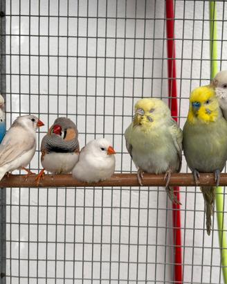 Tutti Uccelli Papagalo 120