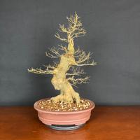 Bonsai di Celtis Australis "micocoulier" Bagolaro