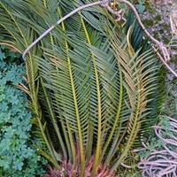 palma Cycas 