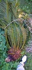 palma Cycas 