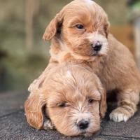 Maltipoo mini