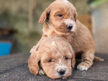 Maltipoo mini