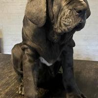 Cucciola di mastino napoletano