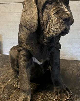 Cucciola di mastino napoletano