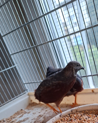Quaglie cinesi