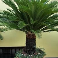 cycas revoluta 3 piante