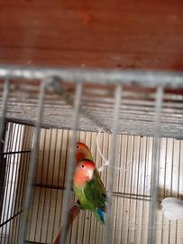 Inseparabili,, pappagalli