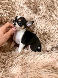 Chihuahua femminuccia pelo corto da compagnia
