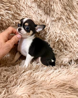 Chihuahua femminuccia pelo corto da compagnia