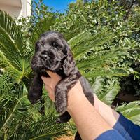 Cocker spaniel inglese nero