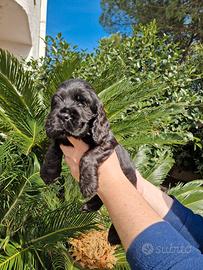 Cocker spaniel inglese nero