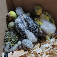 Pappagallo Cocorita Ondulato allevato a mano