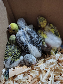 Pappagallo Cocorita Ondulato allevato a mano