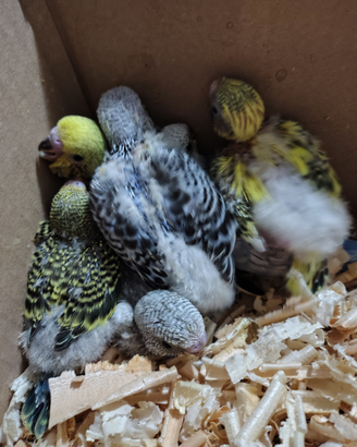 Pappagallo Cocorita Ondulato allevato a mano