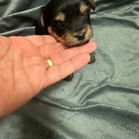 Meravigliosi cuccioli Yorkshire su prenotazione