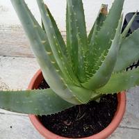 Aloe vera