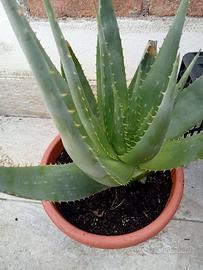 Aloe vera