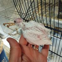 Calopsite da imbecco albino