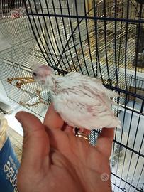 Calopsite da imbecco albino