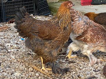 Brahma Perniciato Oro 2026