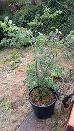 Celtis australis