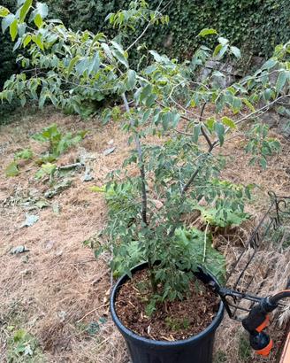 Celtis australis