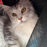 Cuccioli di Maine coon XXL Silver shaded line