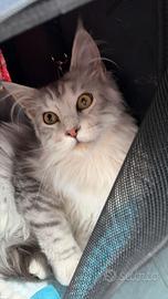 Cuccioli di Maine coon XXL Silver shaded line