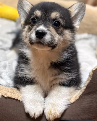 Cuccioli di welsh corgi pembroke