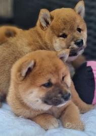 Cuccioli di Shiba Inu Maschi e Femmoine