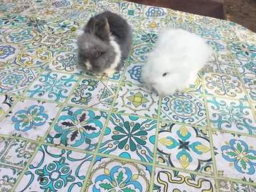 Conigli nani testa di leone