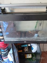 acquario