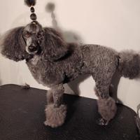 servizio toelettatura cani