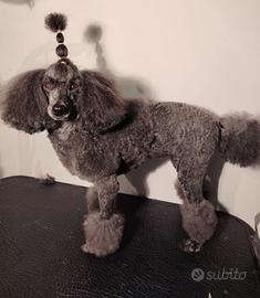 servizio toelettatura cani