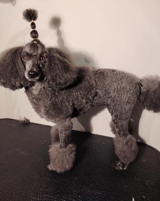 servizio toelettatura cani