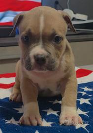 Cuccioli American Bully con pedigree ABKC