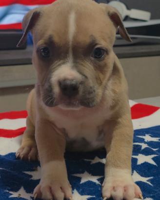Cuccioli American Bully con pedigree ABKC