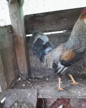 Gallo Legbar