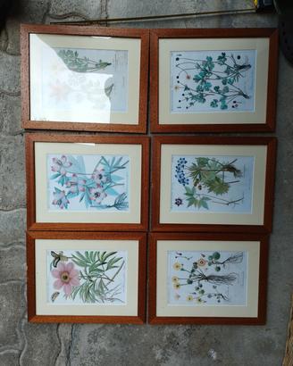 set 6 cornici vintage in legno con stampe fiori 