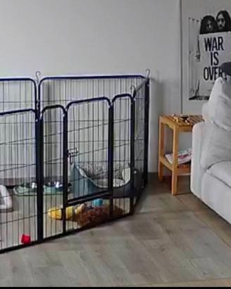 Recinto kennel cucciolo 7 pezzi 80x80 più porta