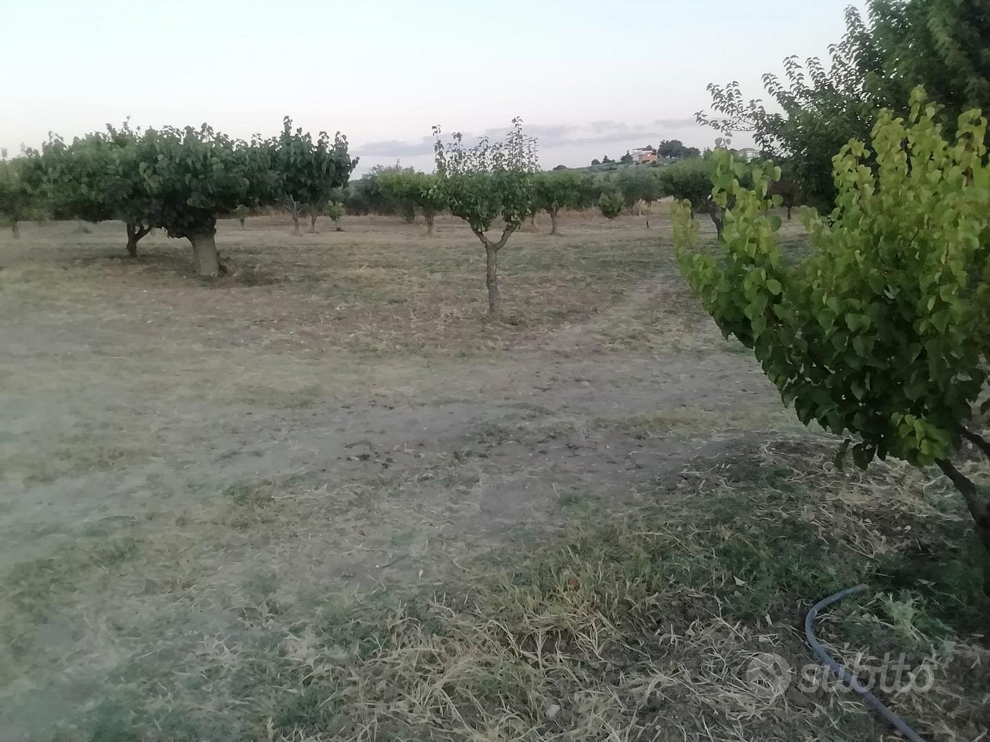 TERRENO AGRICOLO CON POTENZIALITÀ EDIFICATORIA - Vista 4
