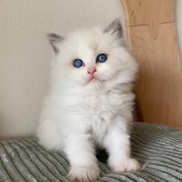 Ragdoll cuccioli con Pedigree