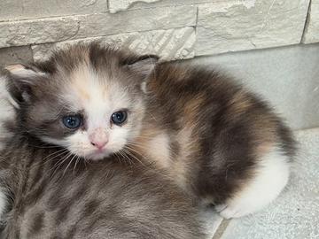 Femmina scottish straight maschio scottish fold