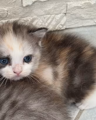 Femmina scottish straight maschio scottish fold