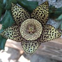 Talee pianta grassa Stapella 