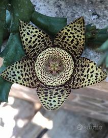 Talee pianta grassa Stapella 