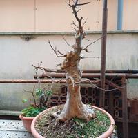Bonsai di acero tridente